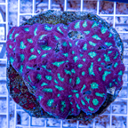 Favia Coral Indonesia (click for more detail)