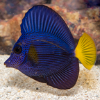 Purple Tang [Blemish] (click for more detail)