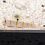 Randall's Prawn Goby (click for more detail)