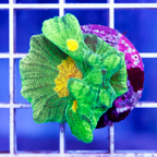 USA Cultured Space Invader Pectinia Coral (click for more detail)