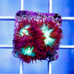 USA Cultured Blastomussa Merletti Coral (click for more detail)