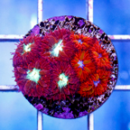USA Cultured Blastomussa Merletti Coral (click for more detail)