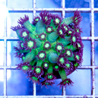 USA Cultured Glitter Bomb Goniopora Coral (click for more detail)