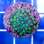 USA Cultured Alveopora Coral (click for more detail)