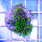 USA Cultured Briareum Coral (click for more detail)