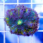 USA Cultured Ricordea Mushroom Coral (click for more detail)