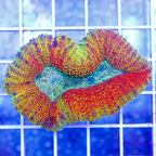 Lobophyllia Coral Australia (click for more detail)