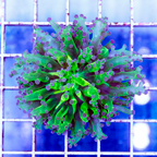 USA Cultured Frogspawn Coral (click for more detail)