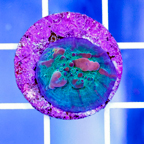 USA Cultured Bounce Chalice Coral (click for more detail)