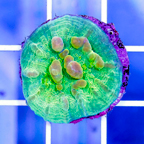 USA Cultured Bounce Chalice Coral (click for more detail)