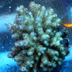 Acropora Coral Fiji (click for more detail)