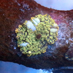 Golden Interstellar Bounce Mushroom Fiji (click for more detail)