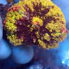 Rainbow Ricordea Mushroom Coral (click for more detail)