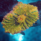 Rainbow Ricordea Mushroom Coral (click for more detail)