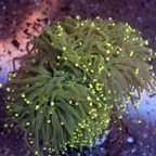 Torch Coral (click for more detail)