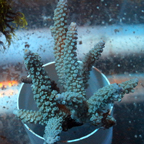 Acropora Coral Fiji (click for more detail)