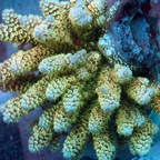 Acropora Coral Fiji (click for more detail)
