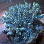 Acropora Coral Fiji (click for more detail)