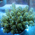 Acropora Coral Fiji (click for more detail)