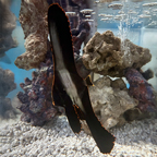Pinnatus Batfish EXPERT ONLY (click for more detail)