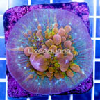USA Cultured Bounce Chalice Coral (click for more detail)
