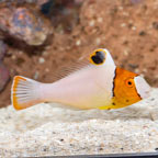 Bicolor Parrotfish (click for more detail)