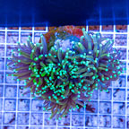 Torch Coral Indonesia (click for more detail)