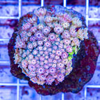 Goniopora Coral Indonesia (click for more detail)