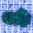 LiveAquaria® Two Pack Cultured Sympodium Coral (click for more detail)