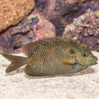 Gold Spotted Rabbitfish (click for more detail)