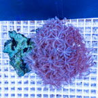 Waving Hand Coral Vietnam (click for more detail)