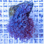 Xenia Coral Indonesia (click for more detail)