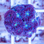 LiveAquaria® Cultured Blastomussa Coral (click for more detail)