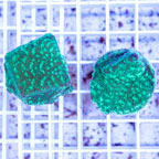 LiveAquaria® Two Pack Cultured Leptoseris Coral (click for more detail)