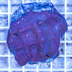 Blue Ridge Coral Indonesia (click for more detail)