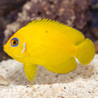Lemon Peel Angelfish (click for more detail)