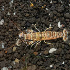 Tiger Snapping Shrimp (click for more detail)