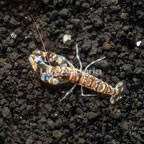 Tiger Snapping Shrimp (click for more detail)