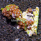 Orange Delight and Radioactive Dragon Eye Colony Polyp Rock Zoanthus Indonesia IM (click for more detail)