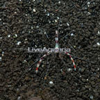 Coral Banded Shrimp (click for more detail)