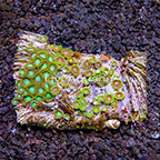 Radioactive Dragon Eye and Wham'n Watermelon Colony Polyp Rock Zoanthus Indonesia IM (click for more detail)