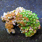Wham'n Watermelon and Green Bay Packers Colony Polyp Rock Zoanthus Indonesia IM (click for more detail)