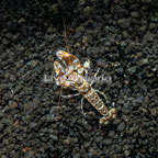 Tiger Snapping Shrimp (click for more detail)