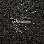 Coral Banded Shrimp (click for more detail)