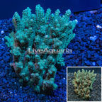 Bushy Acropora Coral Australia (click for more detail)