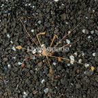 Decorator Arrow Crab (click for more detail)
