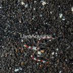 Coral Banded Shrimp (click for more detail)