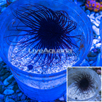 Tube Anemone (click for more detail)