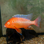 Albino Peacock Cichlid (click for more detail)