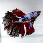 Dragonscale Betta, Male (click for more detail)